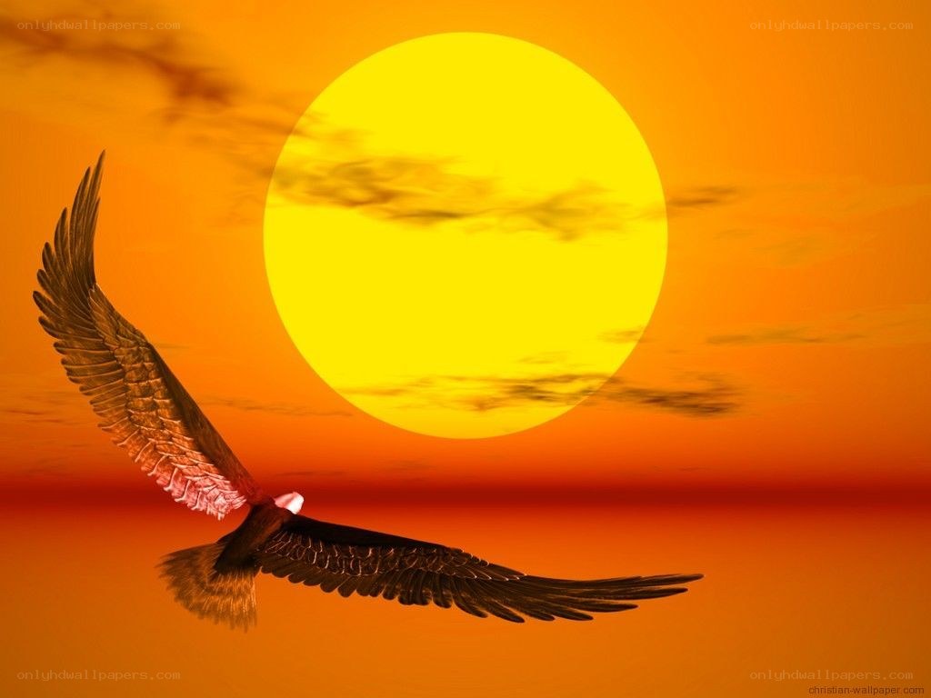 Eagle flying at sunset