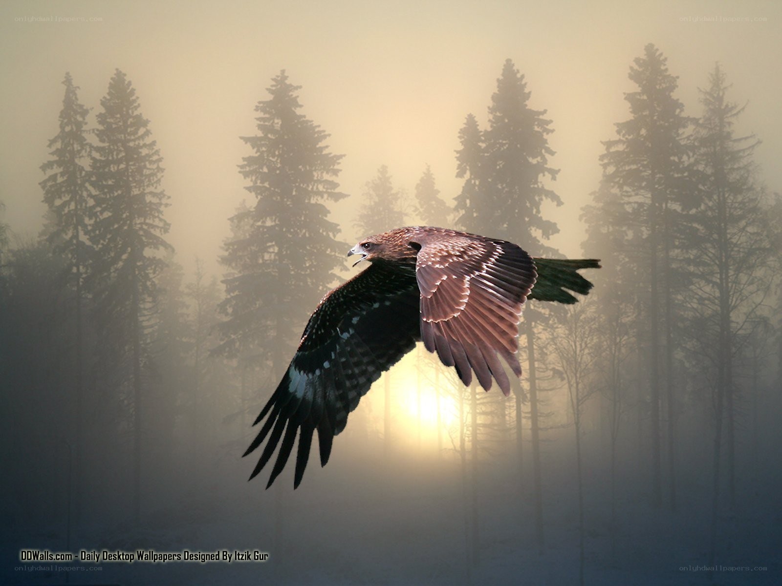 Eagle flying in foggy forest