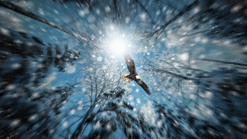 Eagle flying in snowy forest