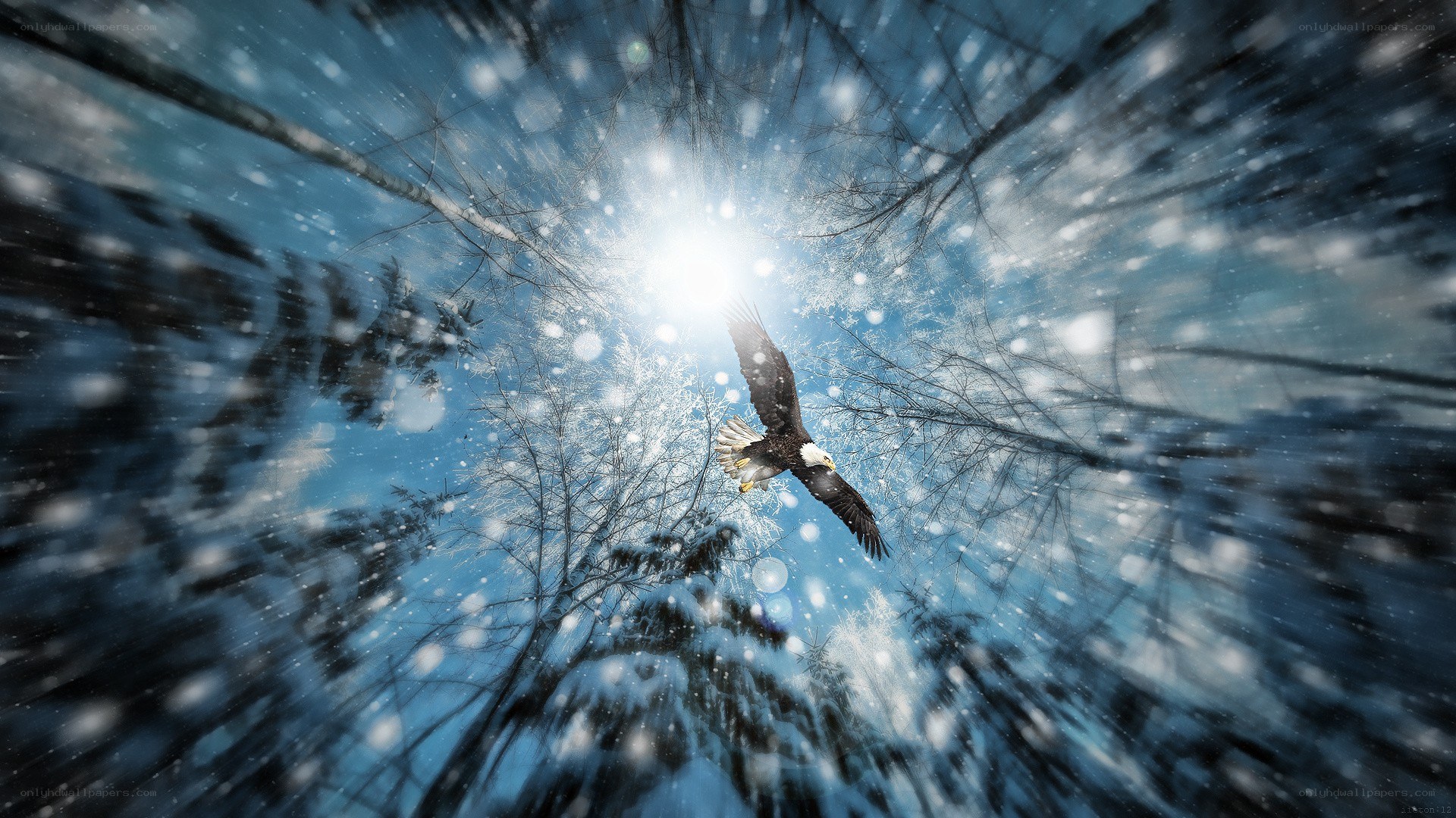 Eagle flying in snowy forest