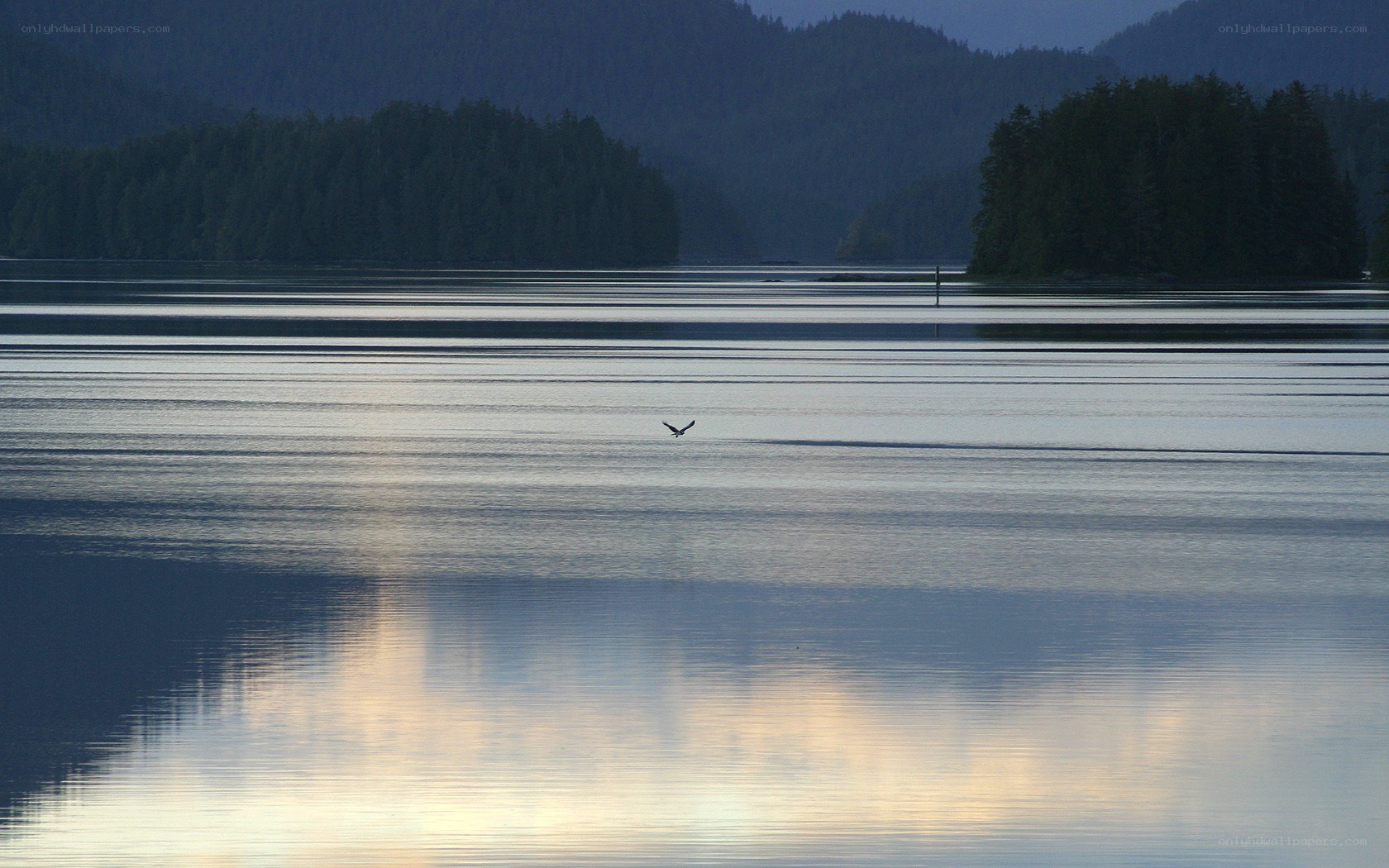 Eagle flying over calm lake