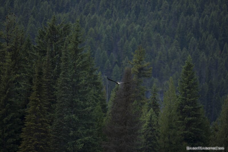eagle flying over forest