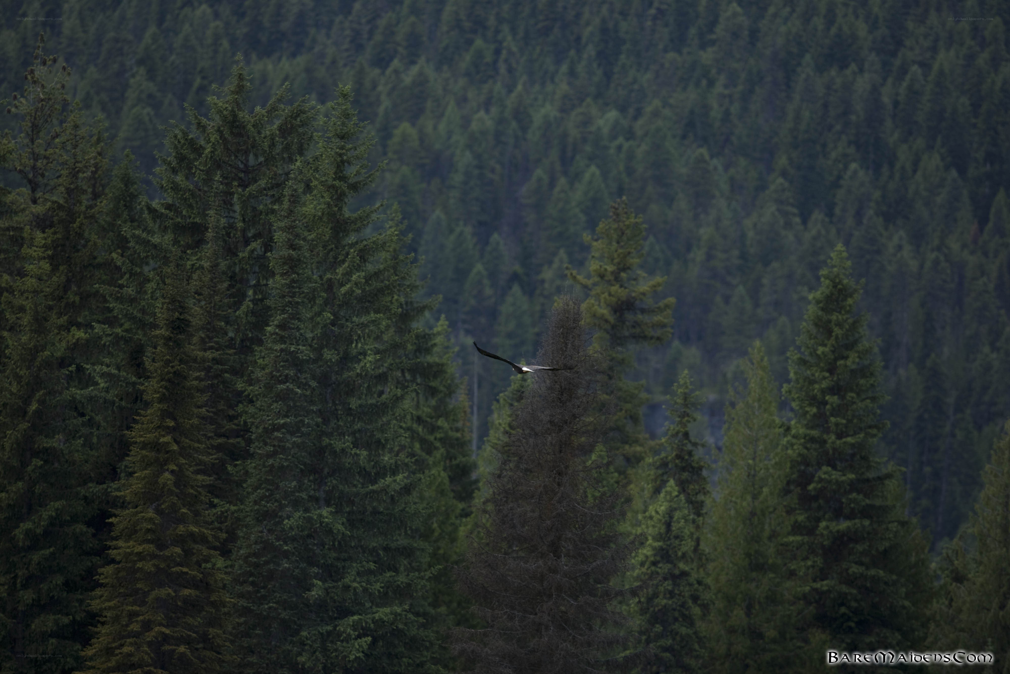 eagle flying over forest