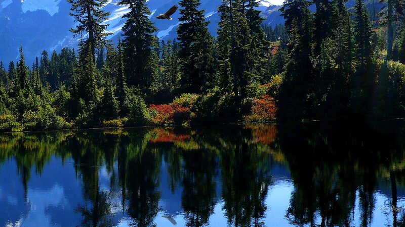 Eagle Flying over Lake — Blue