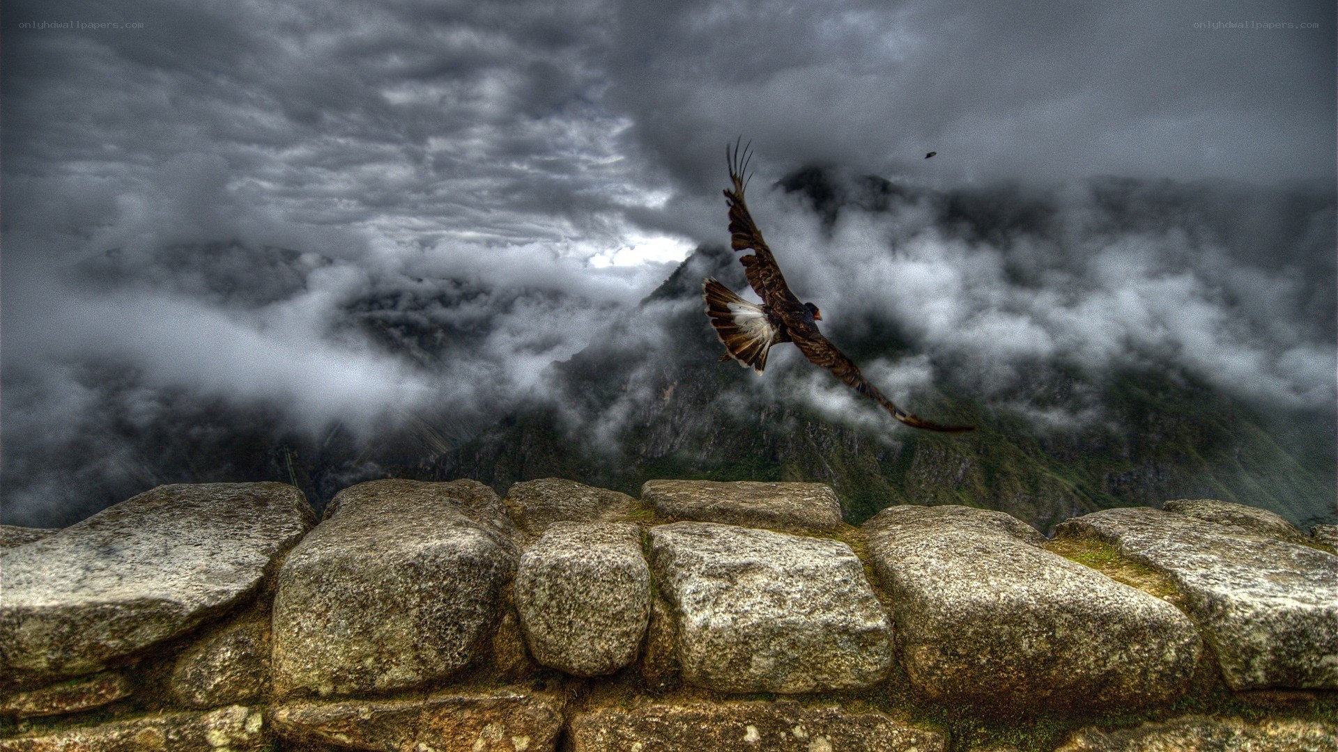 Eagle flying over Machu Picchu