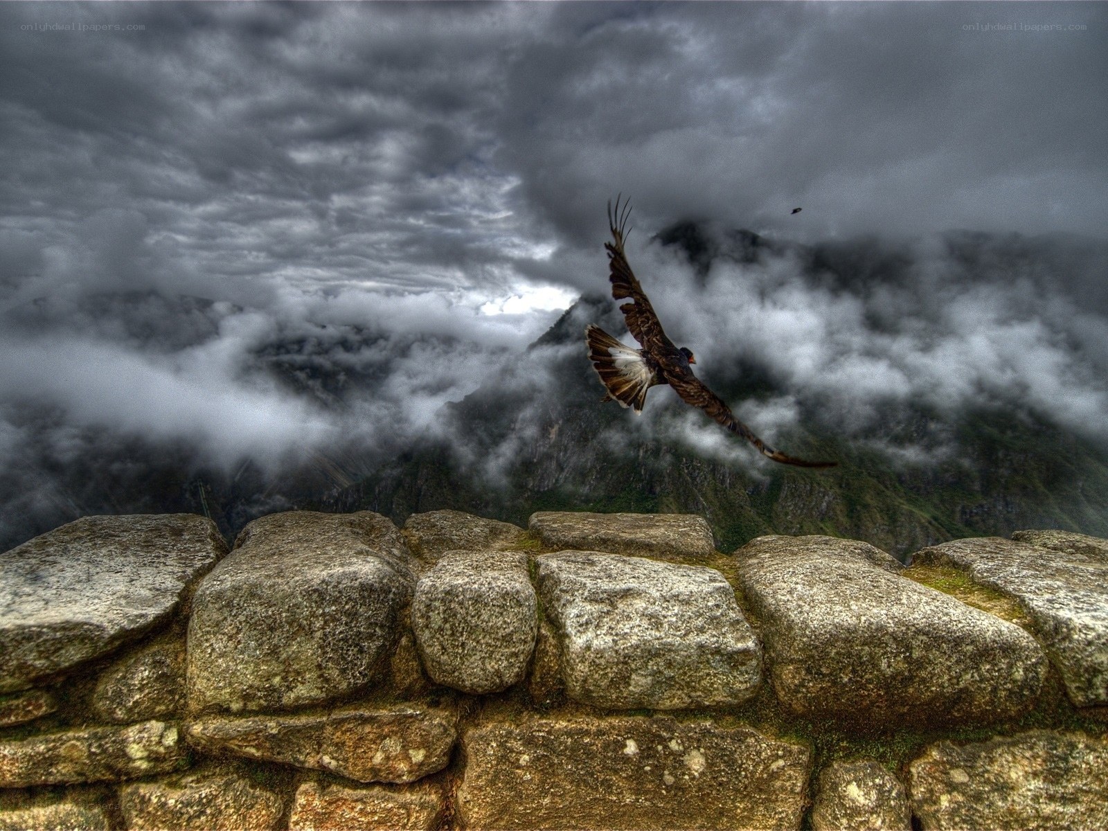 Eagle flying over Machu Picchu