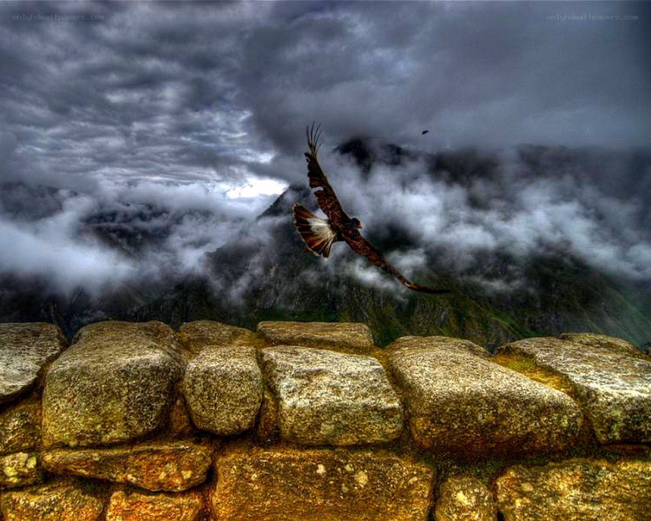 Eagle flying over Machu Picchu