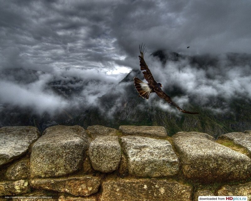 Eagle flying over Machu Picchu