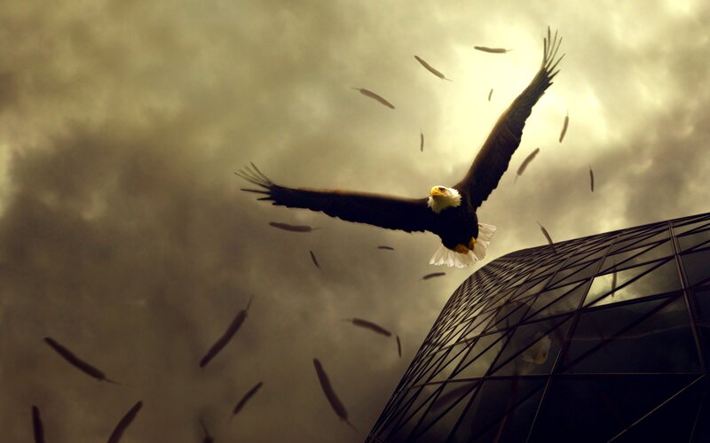 Eagle flying over skyscraper