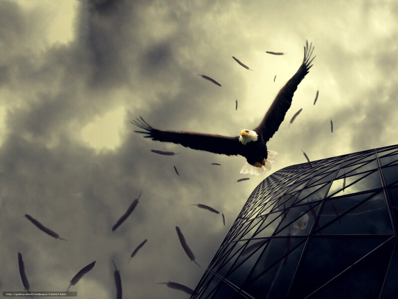 Eagle flying over skyscraper