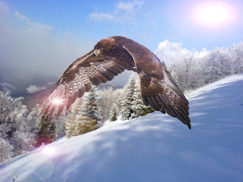 Eagle flying over snowy landscape