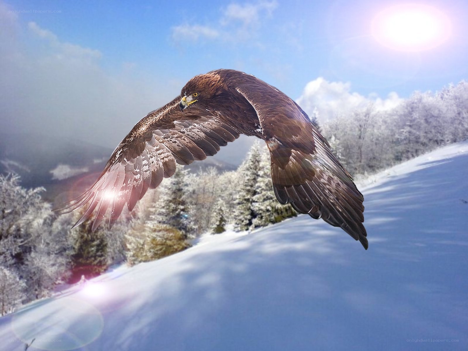 Eagle flying over snowy landscape