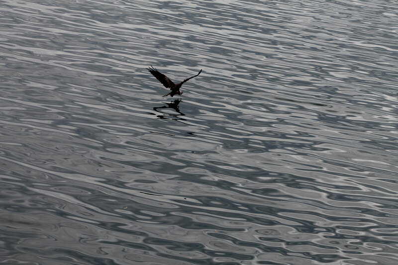 Eagle Flying over Water — Gray