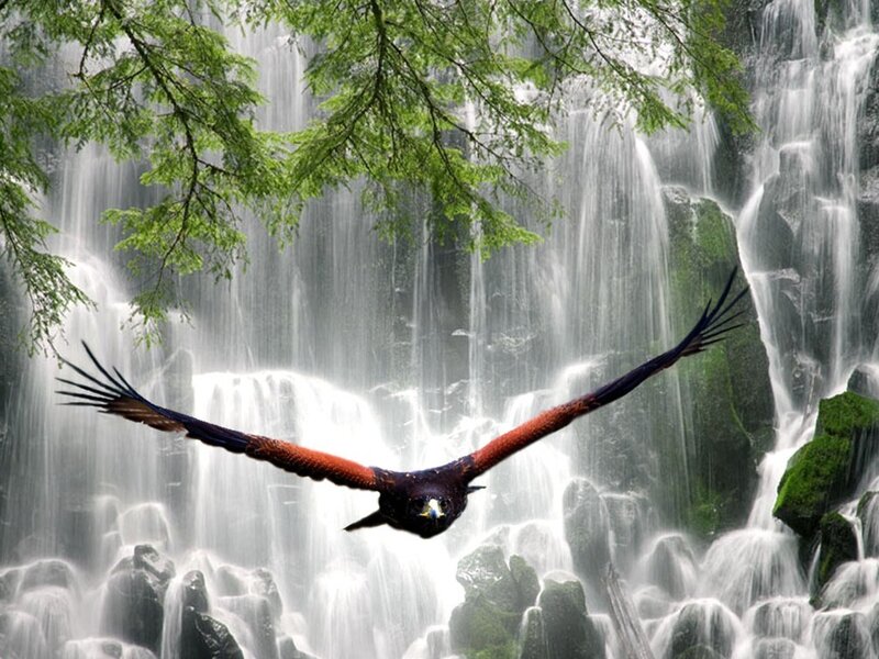 Eagle flying over waterfall