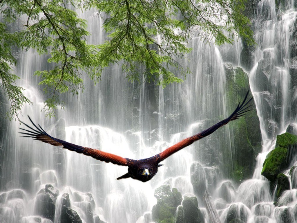 Eagle flying over waterfall