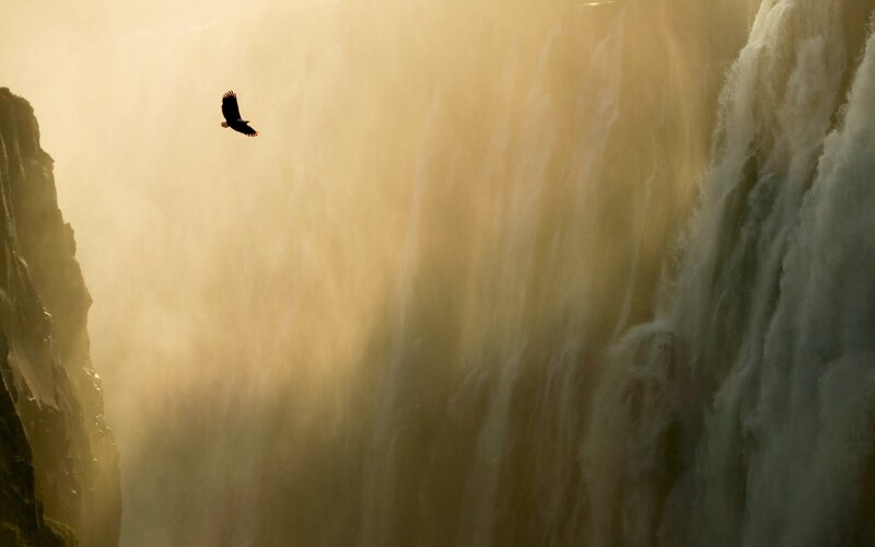 Eagle Flying over Waterfall — Gold, Dramatic, Sunset, Photograph
