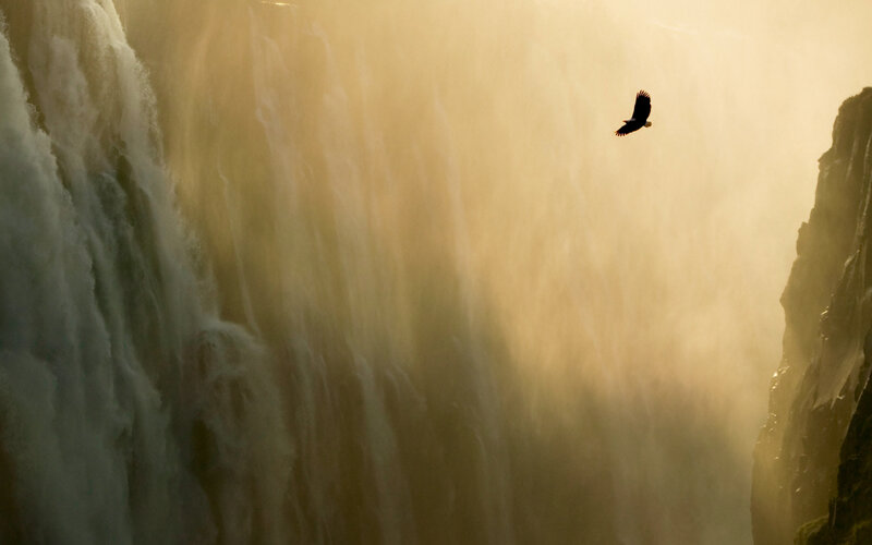 Eagle Flying over Waterfall — Gold, Dramatic