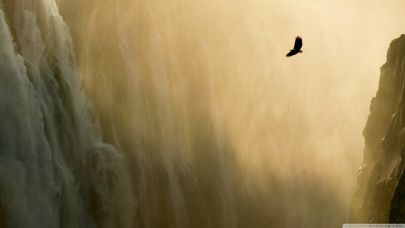 Eagle Flying over Waterfall — Gold