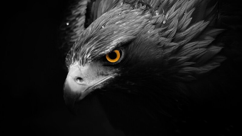 Eagle Head Close-up — Black, Dramatic