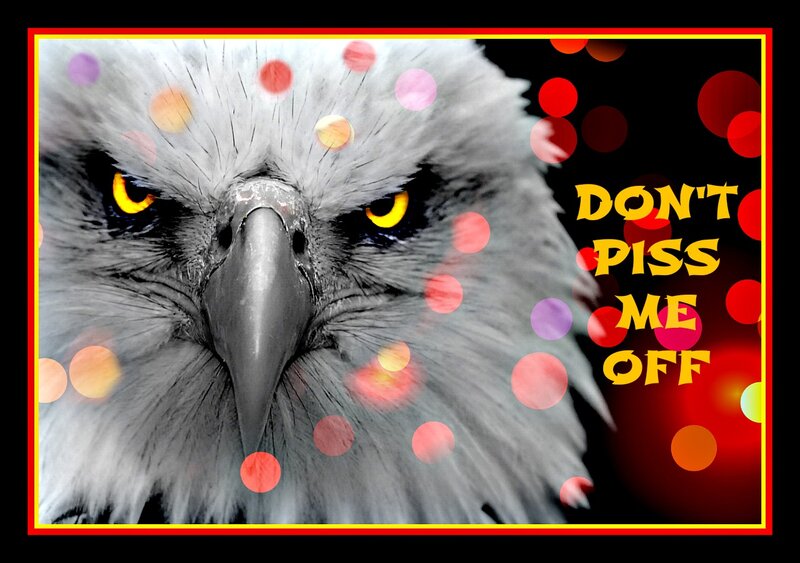 Eagle Head Close-up — Black