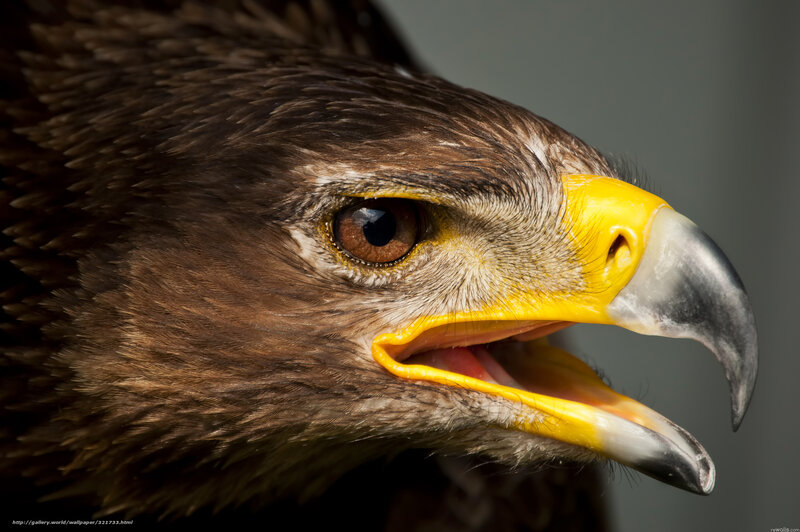 Eagle Head Close-up — Brown, Intense