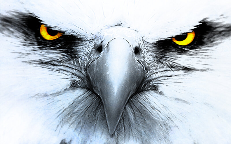 Eagle Head Close-up — White