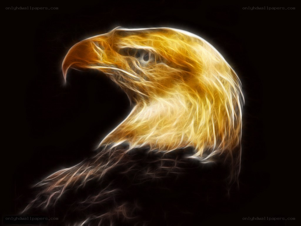 Eagle head in golden light