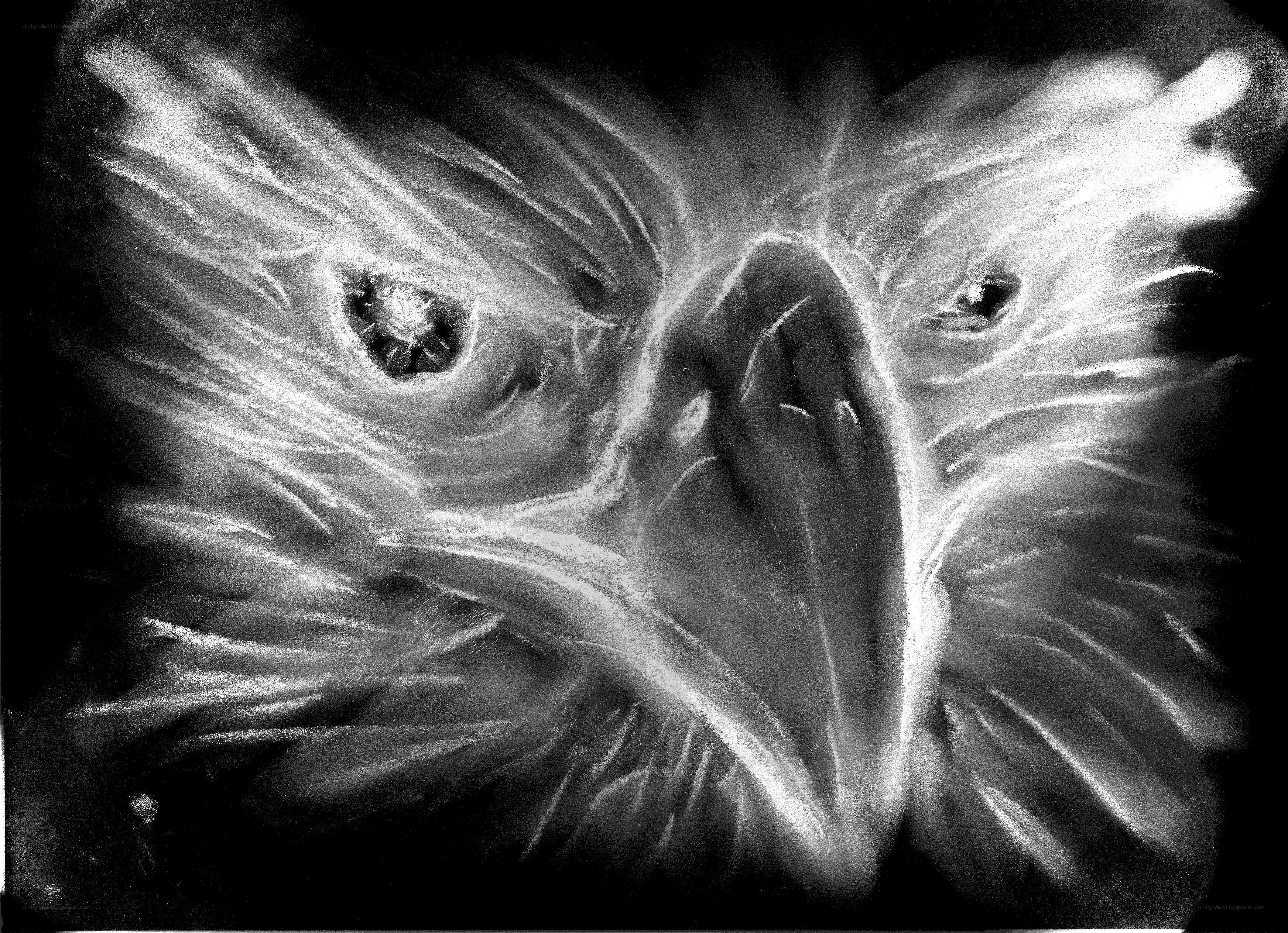 eagle head in white chalk