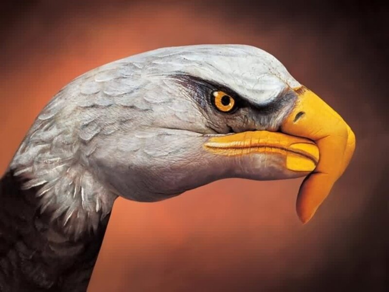 Eagle Head — Orange