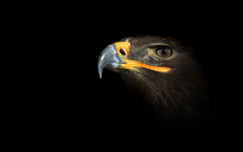 Eagle Head Profile — Black