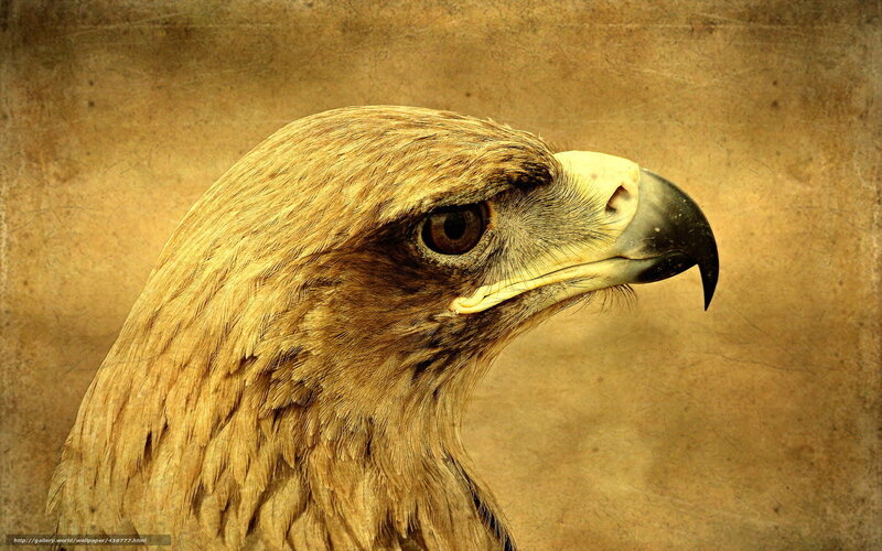Eagle Head Profile — Brown