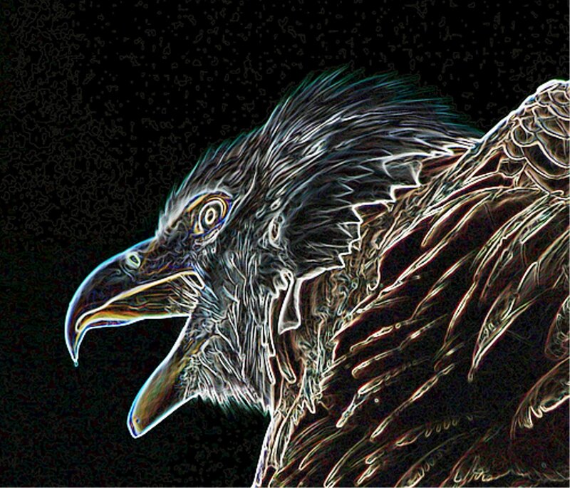 Eagle Head Profile