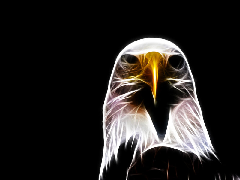 Eagle Head — White, Dramatic, Digital Art