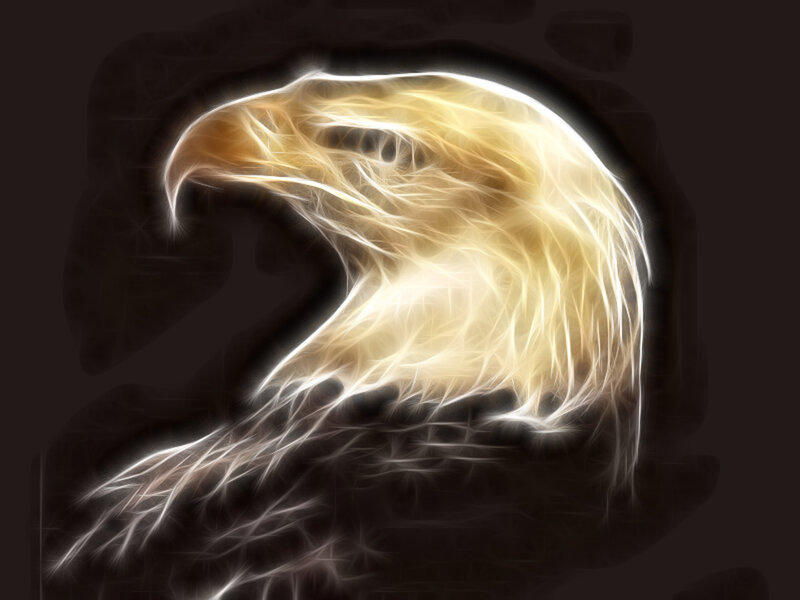 Eagle Head — White, Dramatic