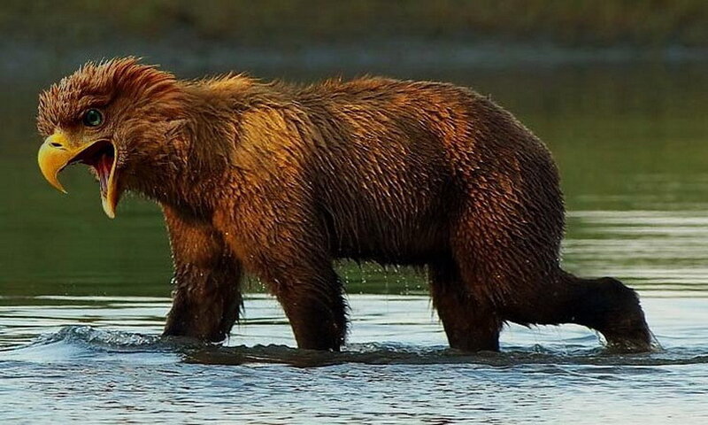 eagle-headed bear in water