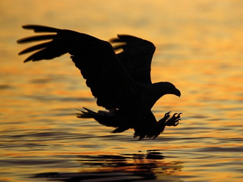 Eagle Hunting Fish — Orange, Dramatic