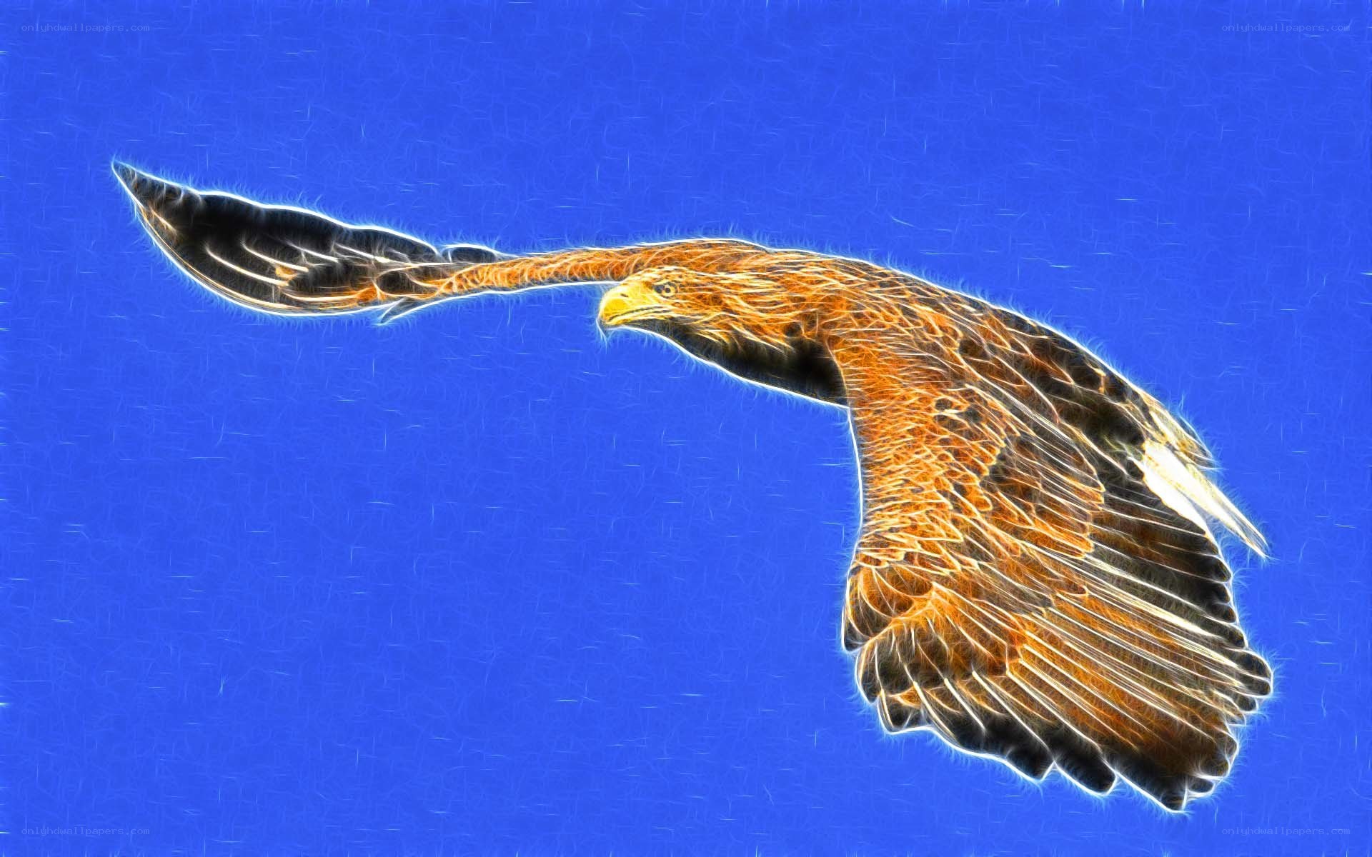 Eagle in flight
