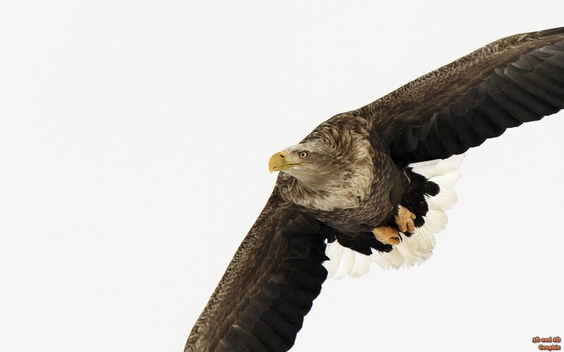 eagle in flight