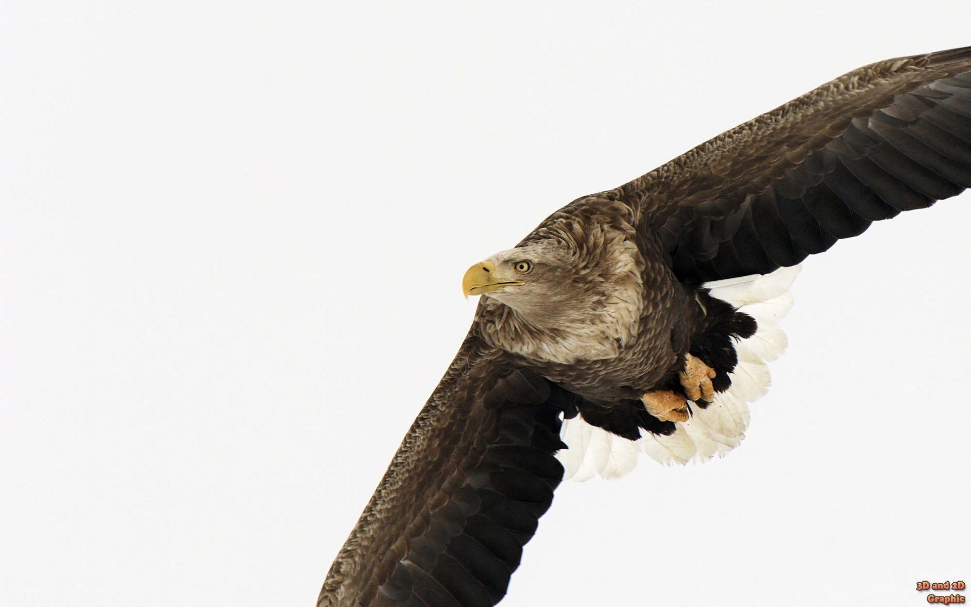 eagle in flight