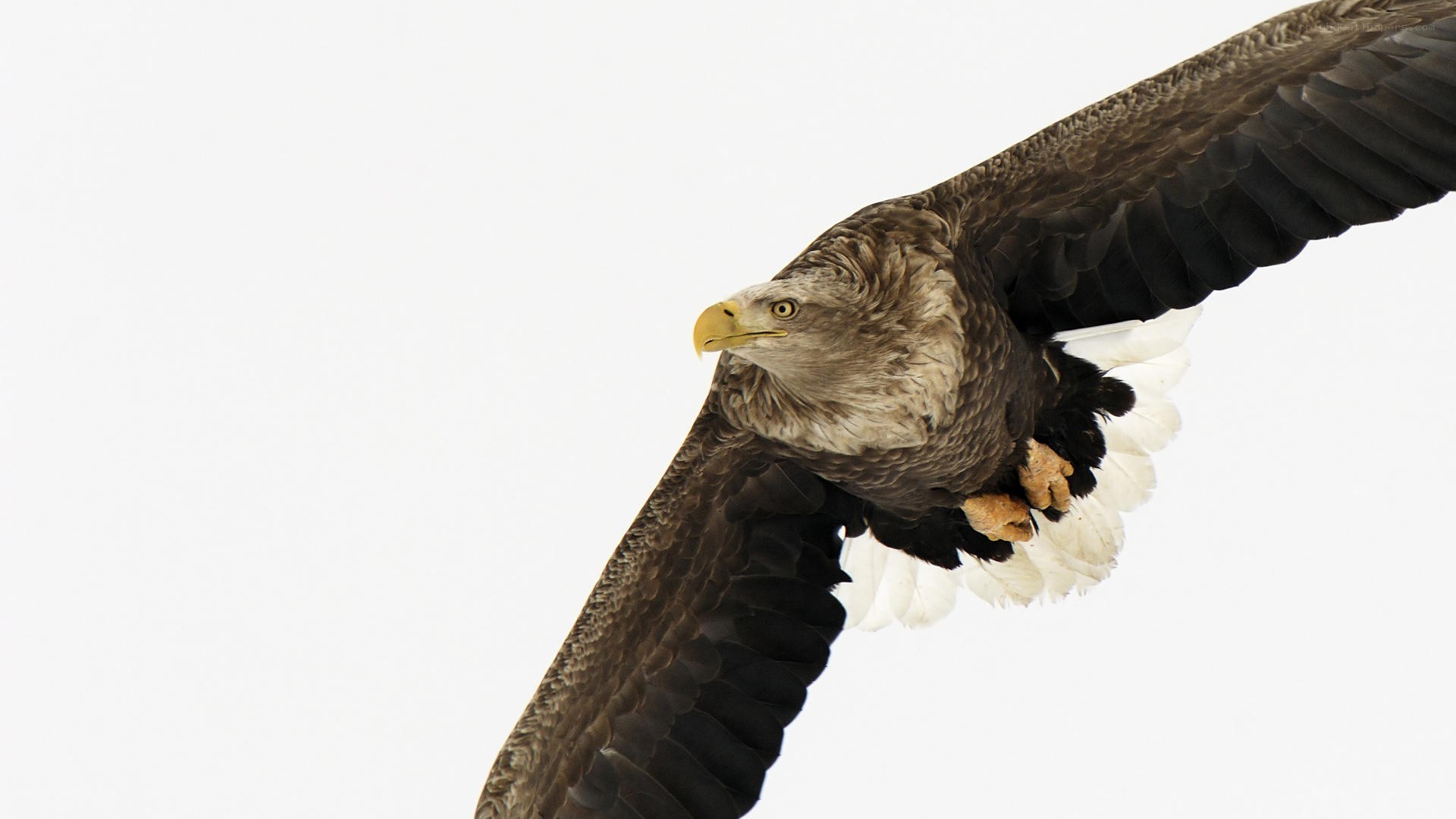 eagle in flight