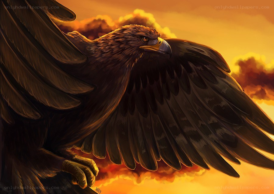 Eagle in flight at sunset
