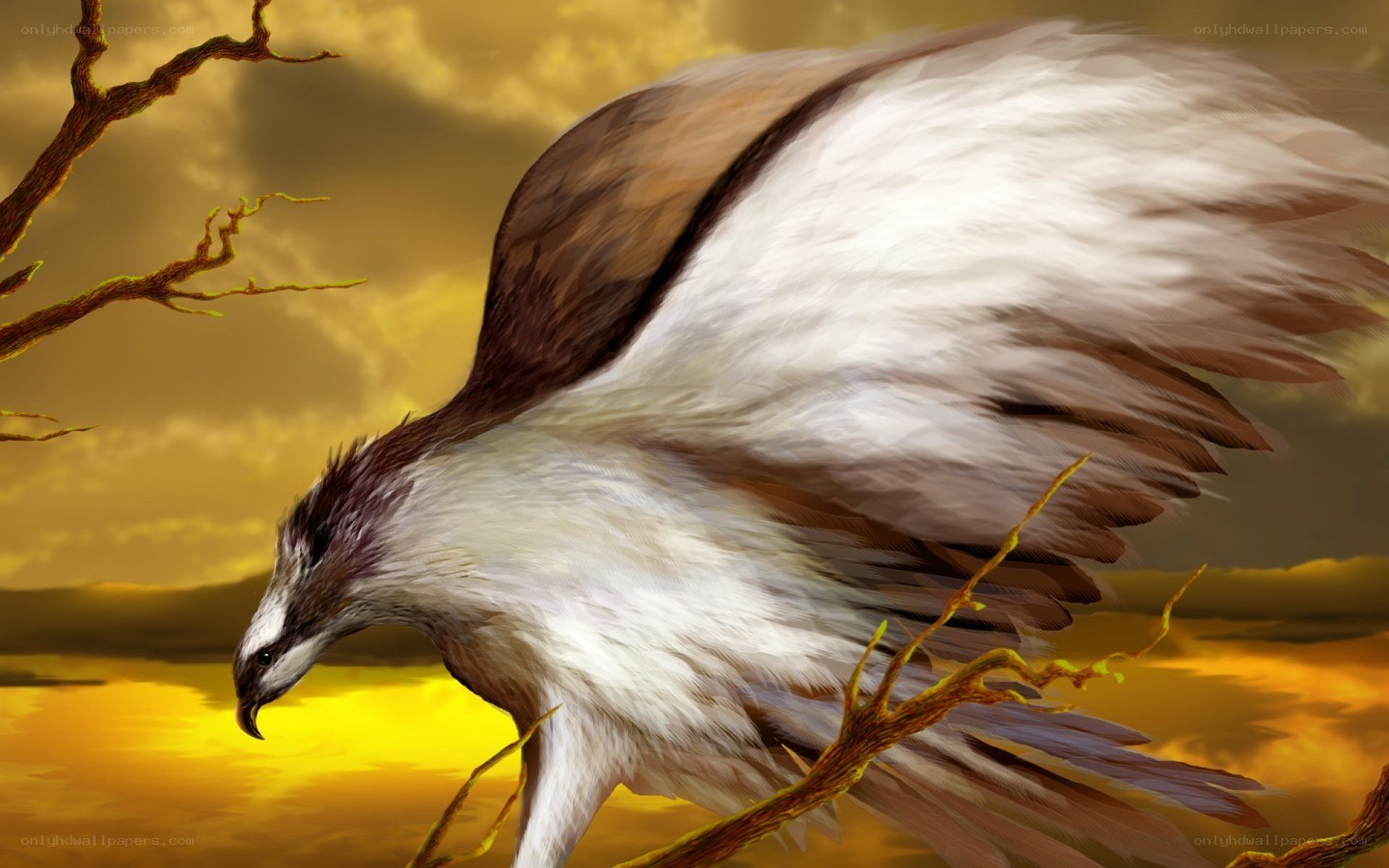 eagle in flight at sunset