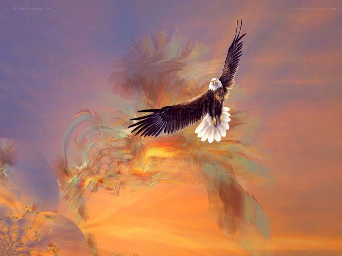 Eagle in flight at sunset