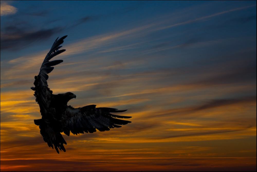 Eagle in flight at sunset