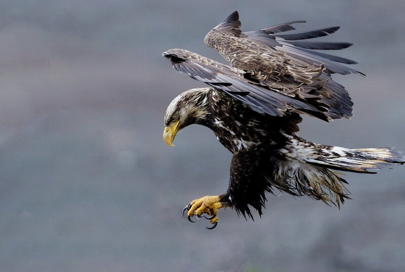 Eagle in Flight — Brown, Dramatic
