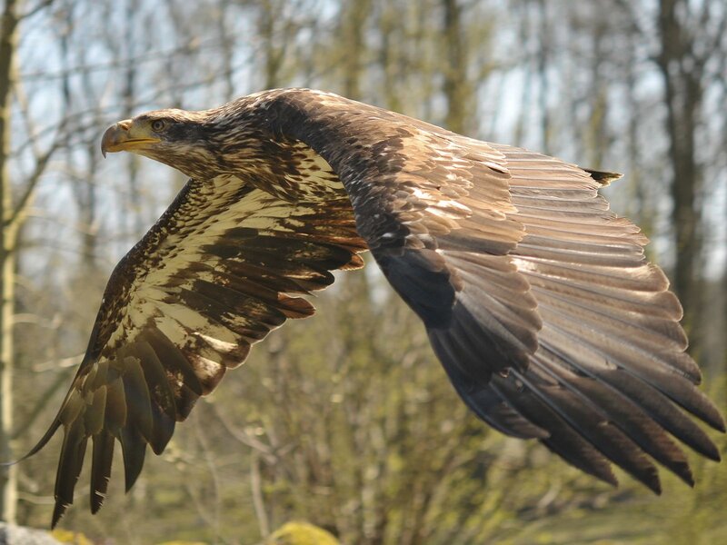 Eagle in Flight — Brown, Dynamic, Spring