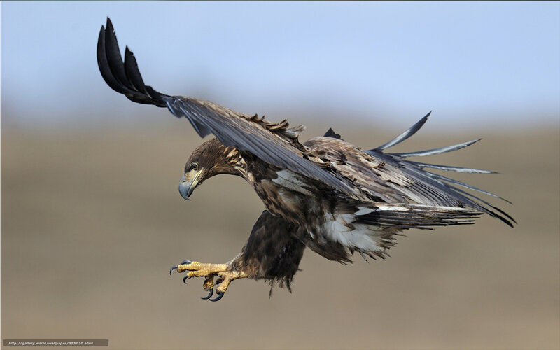 Eagle in Flight — Brown, Dynamic