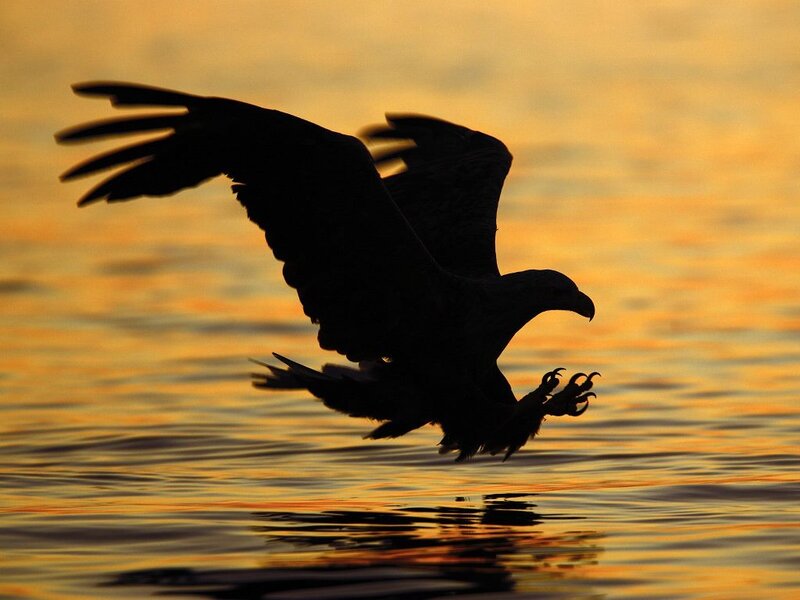 Eagle in Flight — Orange, Dramatic, Sunset, Photograph