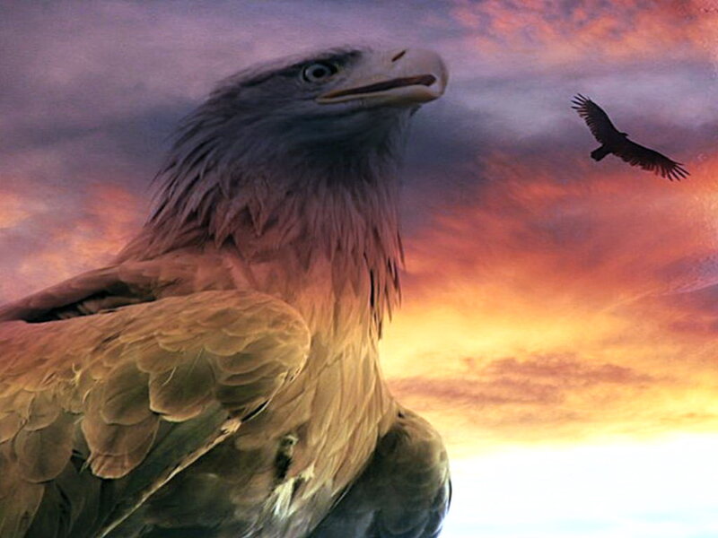 Eagle in Flight — Orange, Dramatic, Sunset