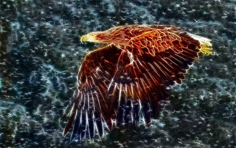 Eagle in Flight — Orange, Dramatic